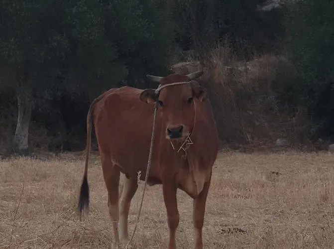 別荘 Christothea *